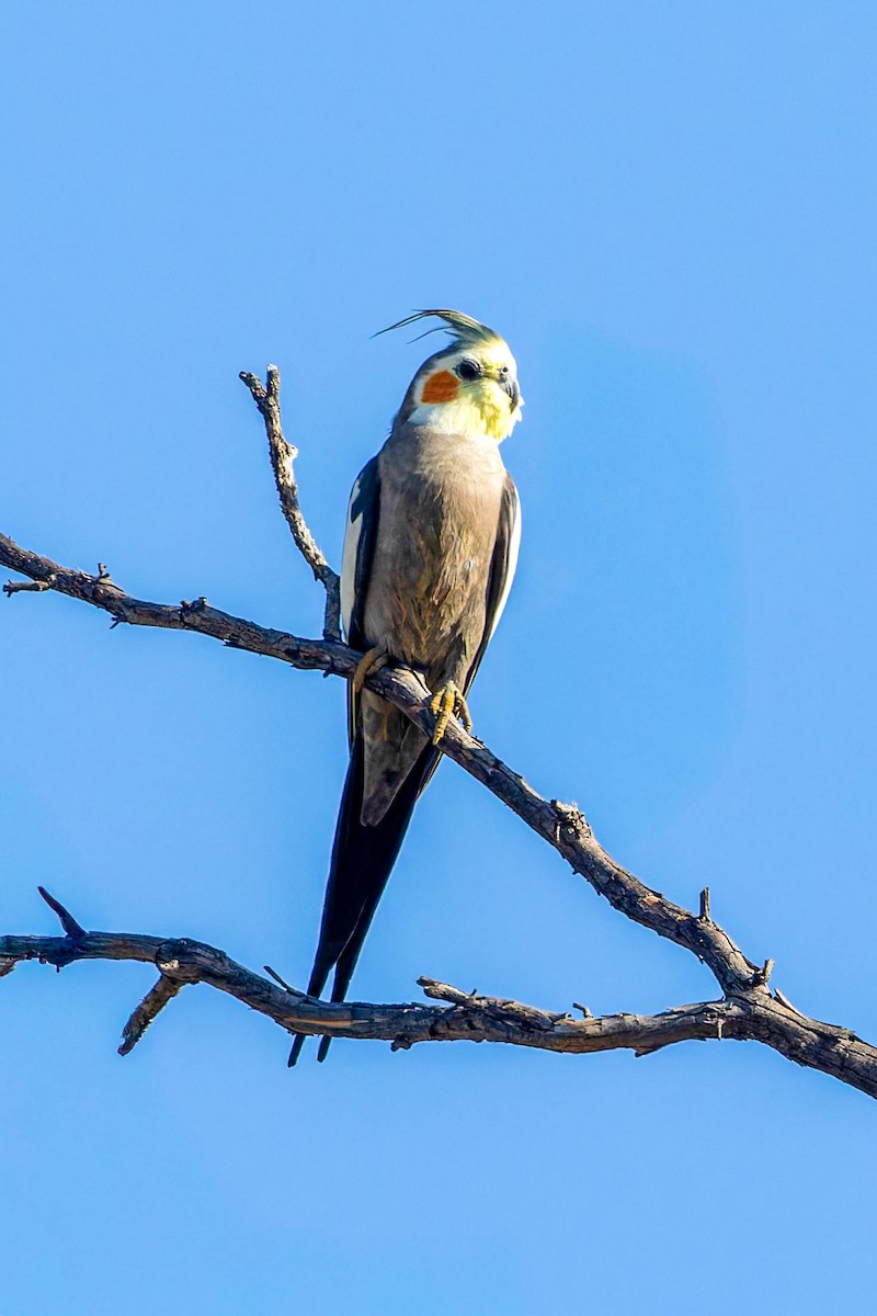 Cacatúa Ninfa - ML637137153
