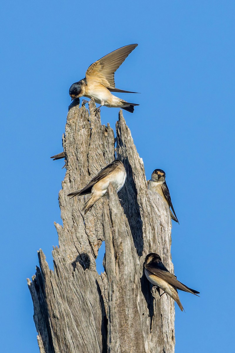 Golondrina Arborícola - ML637137157