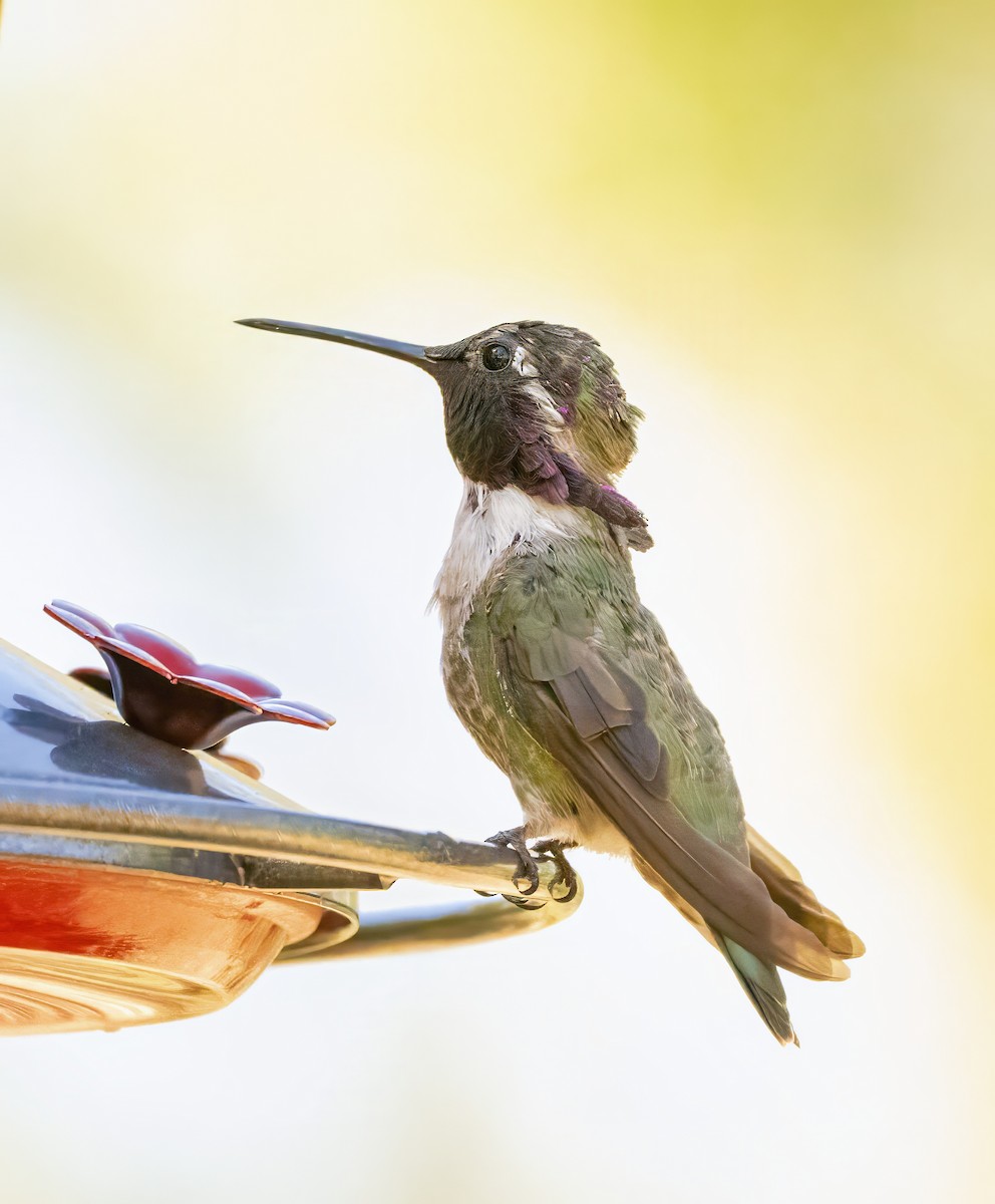 Colibrí de Costa - ML637137160