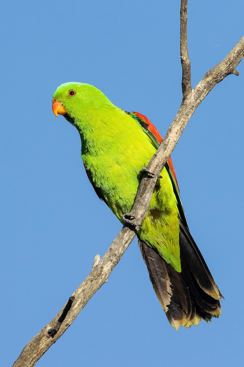 ハゴロモインコ - ML637137165