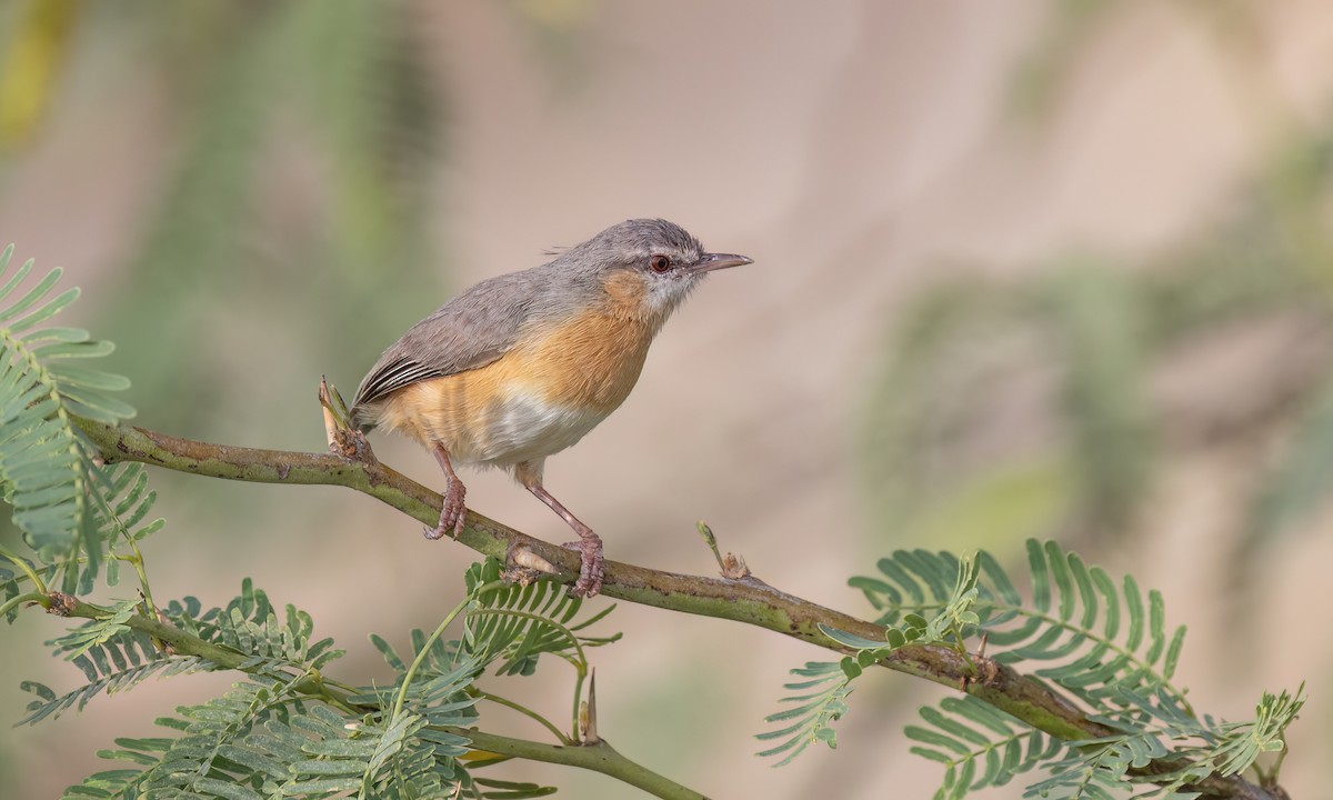 チビオムシクイ（leucopsis） - ML637137166