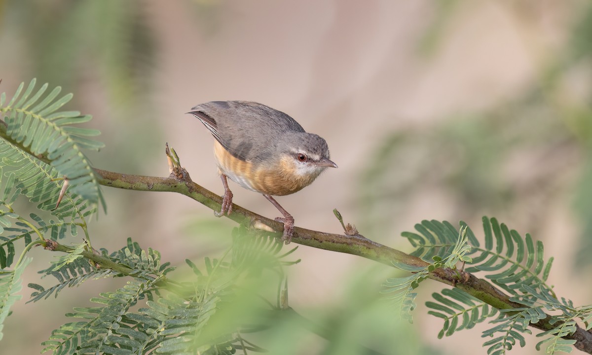 チビオムシクイ（leucopsis） - ML637137167