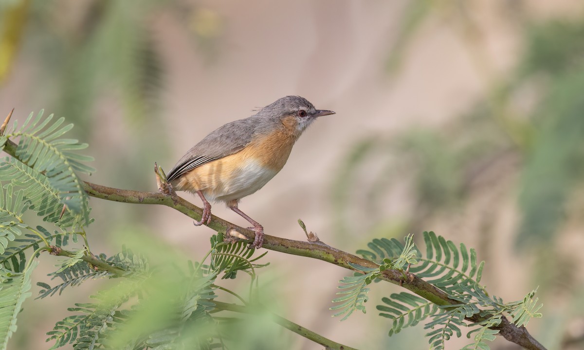 チビオムシクイ（leucopsis） - ML637137168