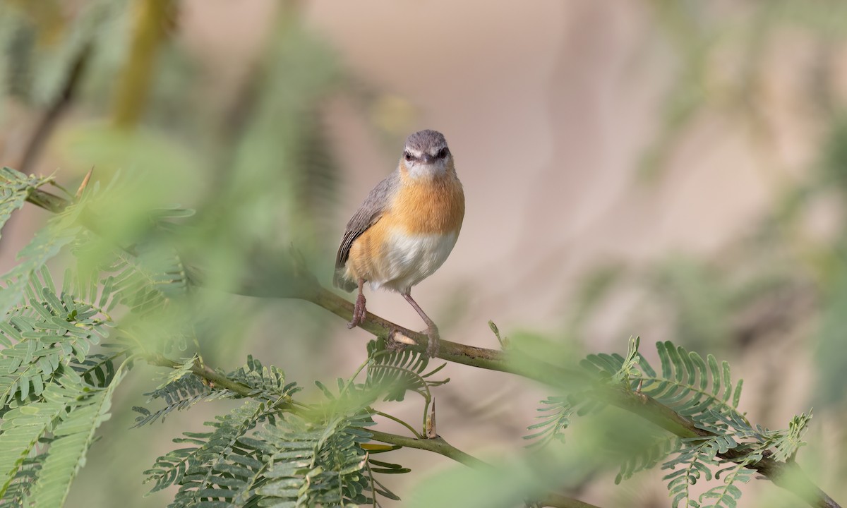 チビオムシクイ（leucopsis） - ML637137169