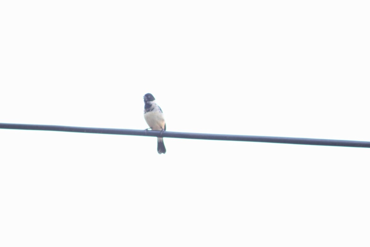 Morelet's Seedeater - ML637137220