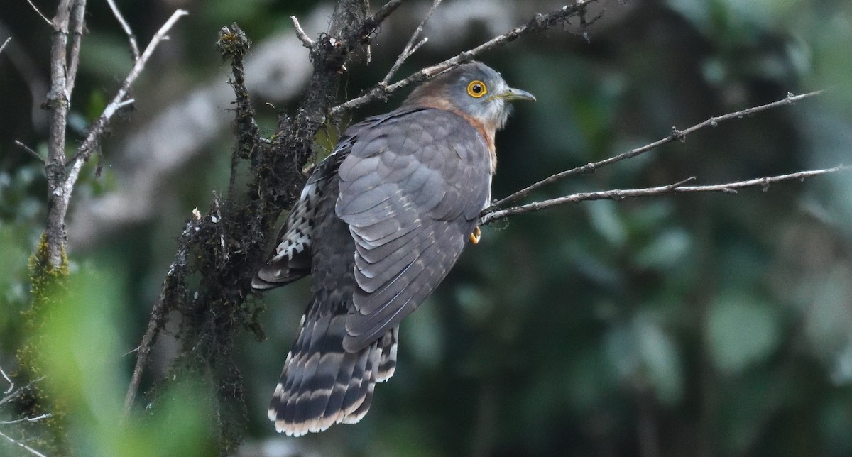 Common Hawk-Cuckoo - ML637137221