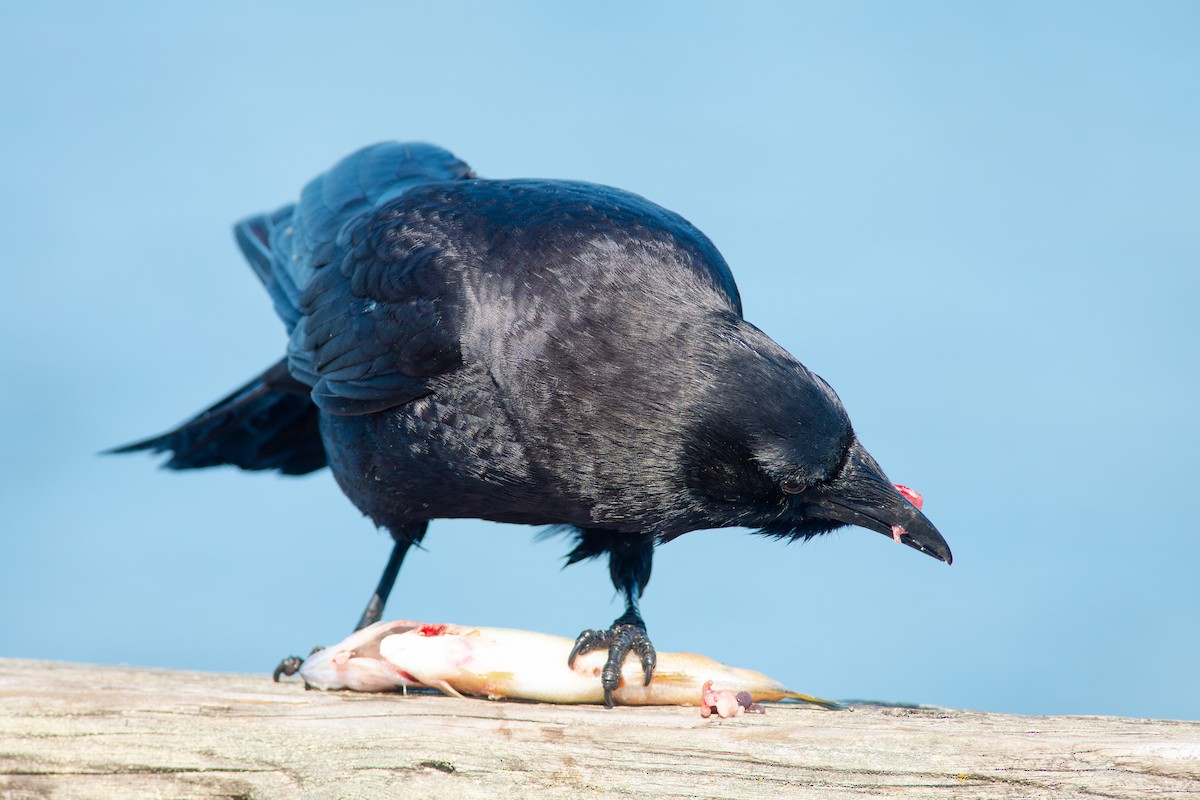 American Crow - ML637137239