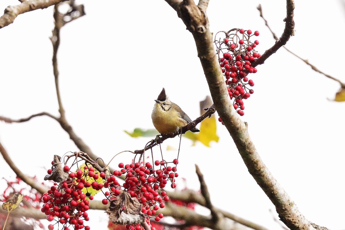 Taiwan Yuhina - ML637137245