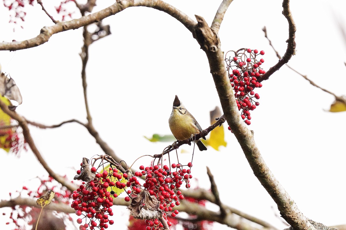 Taiwan Yuhina - ML637137246