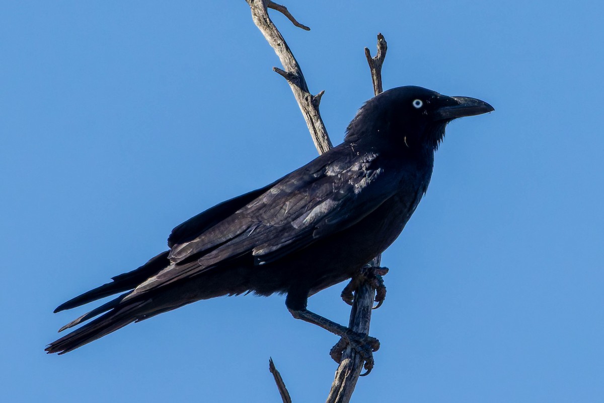 Little Crow - ML637137255
