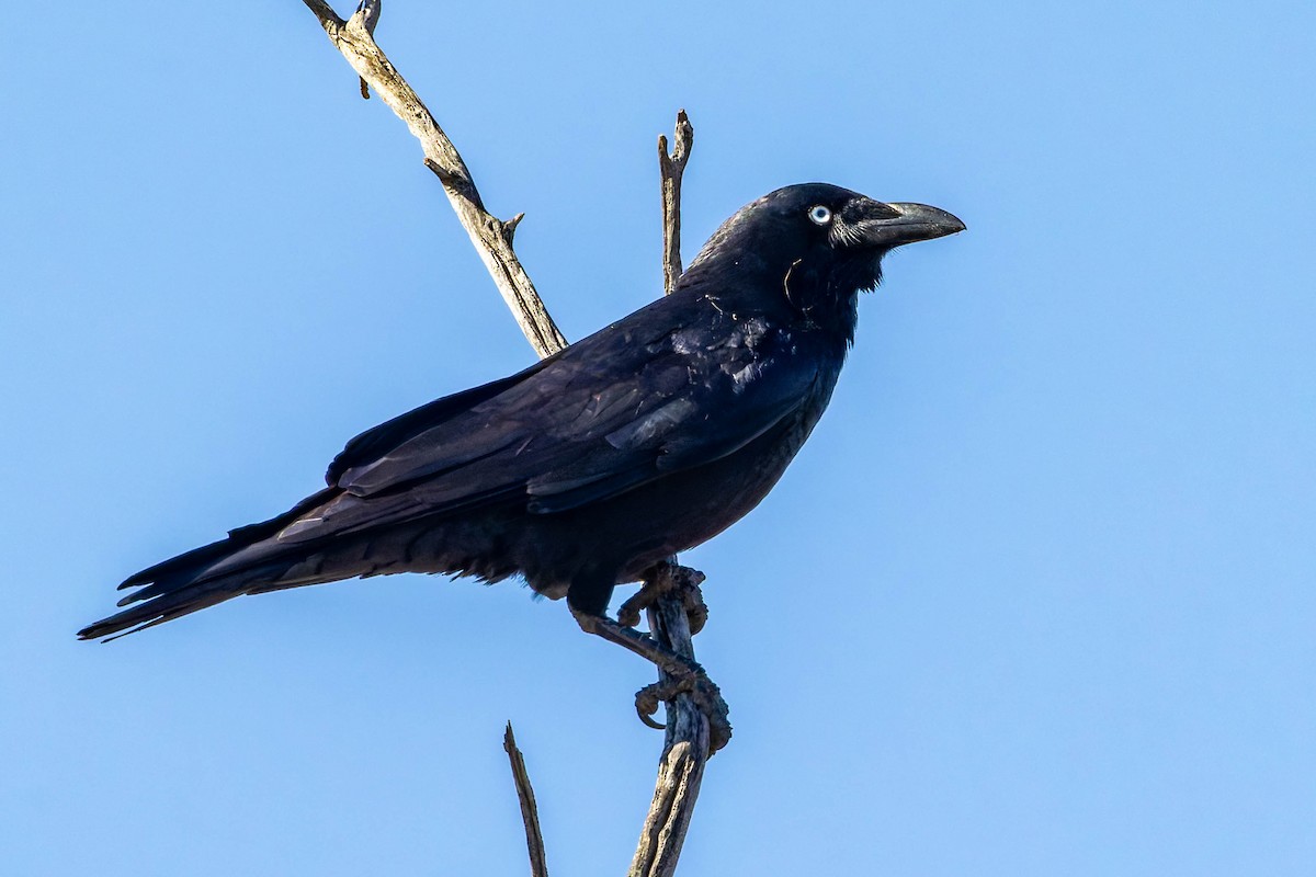 Little Crow - ML637137256