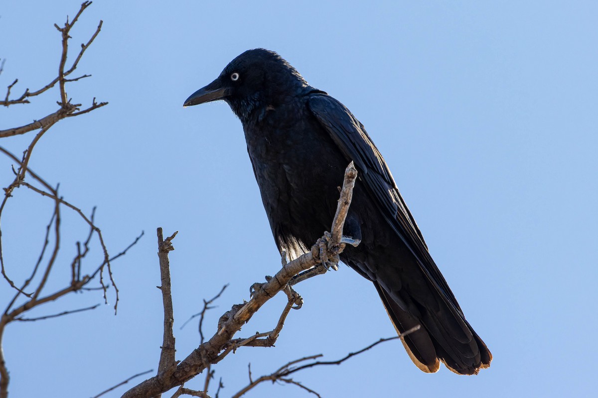 Little Crow - ML637137257