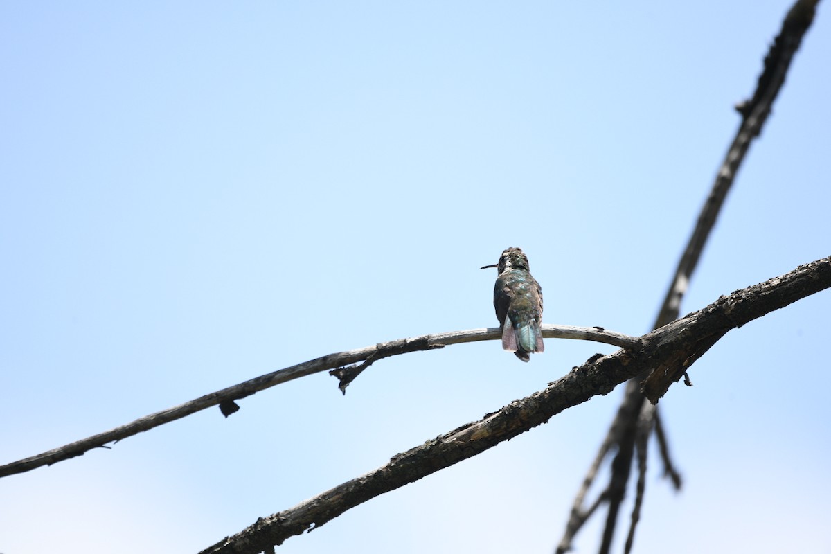 Rivoli's Hummingbird - ML637137260