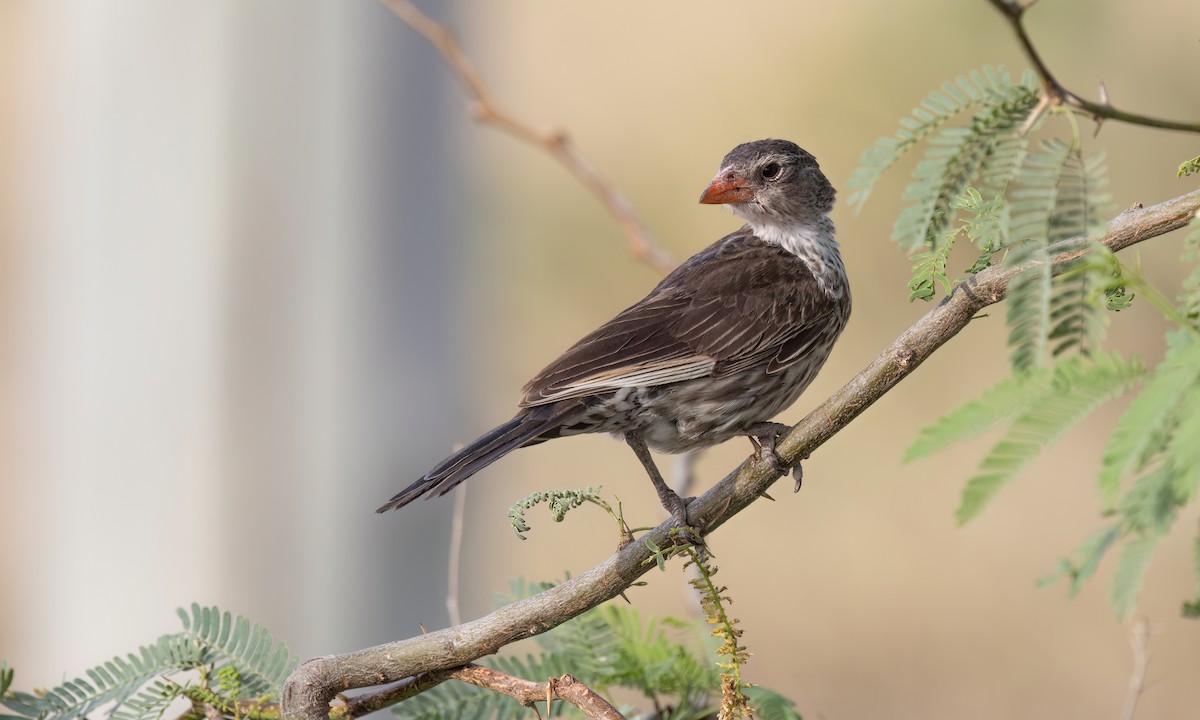 Red-billed Buffalo-Weaver - ML637137262