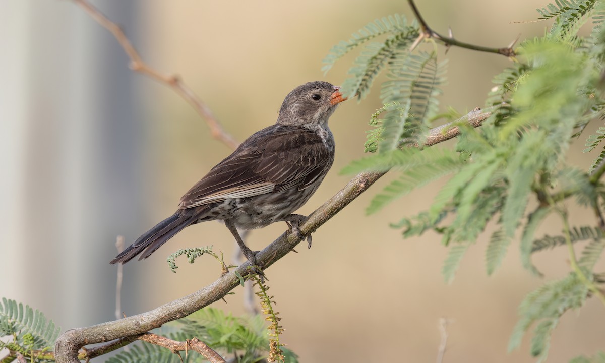 Red-billed Buffalo-Weaver - ML637137263