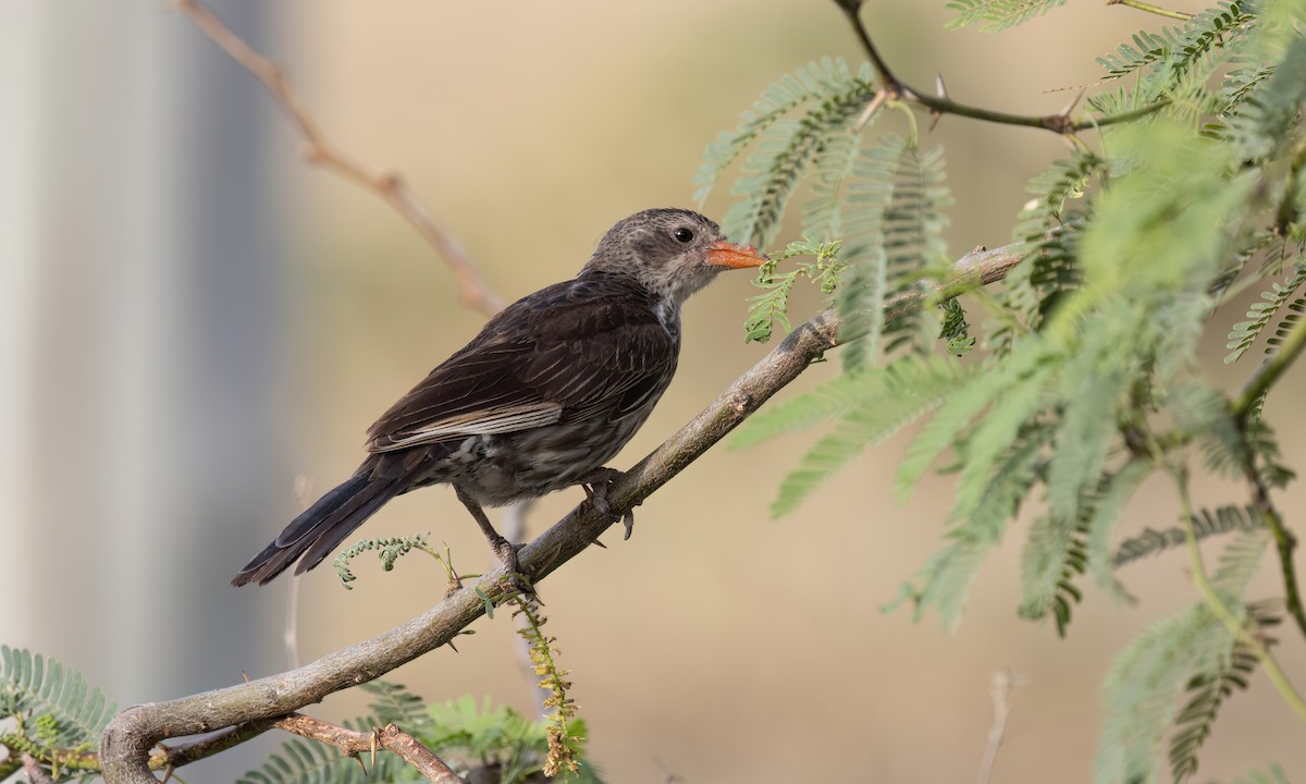 Red-billed Buffalo-Weaver - ML637137264