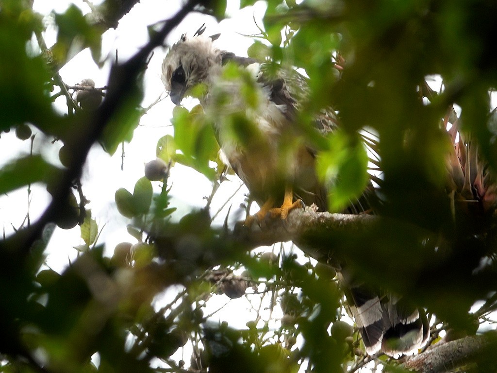 Crested Eagle - ML637137265