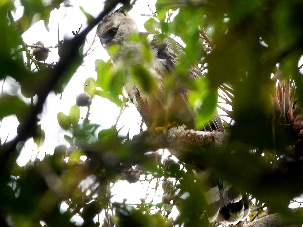 Crested Eagle - ML637137267