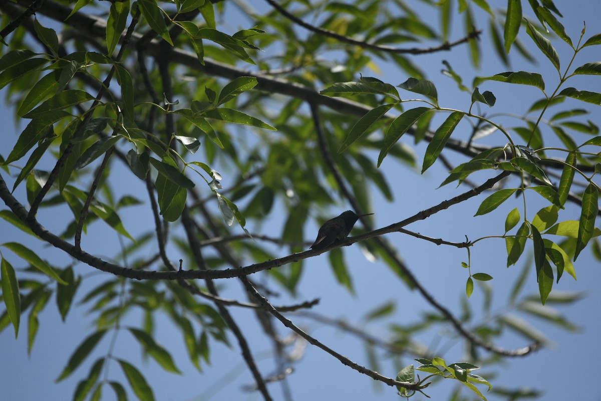 Berylline Hummingbird - ML637137279