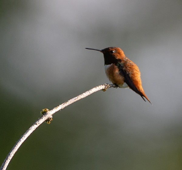 Rufous Hummingbird - ML637137280