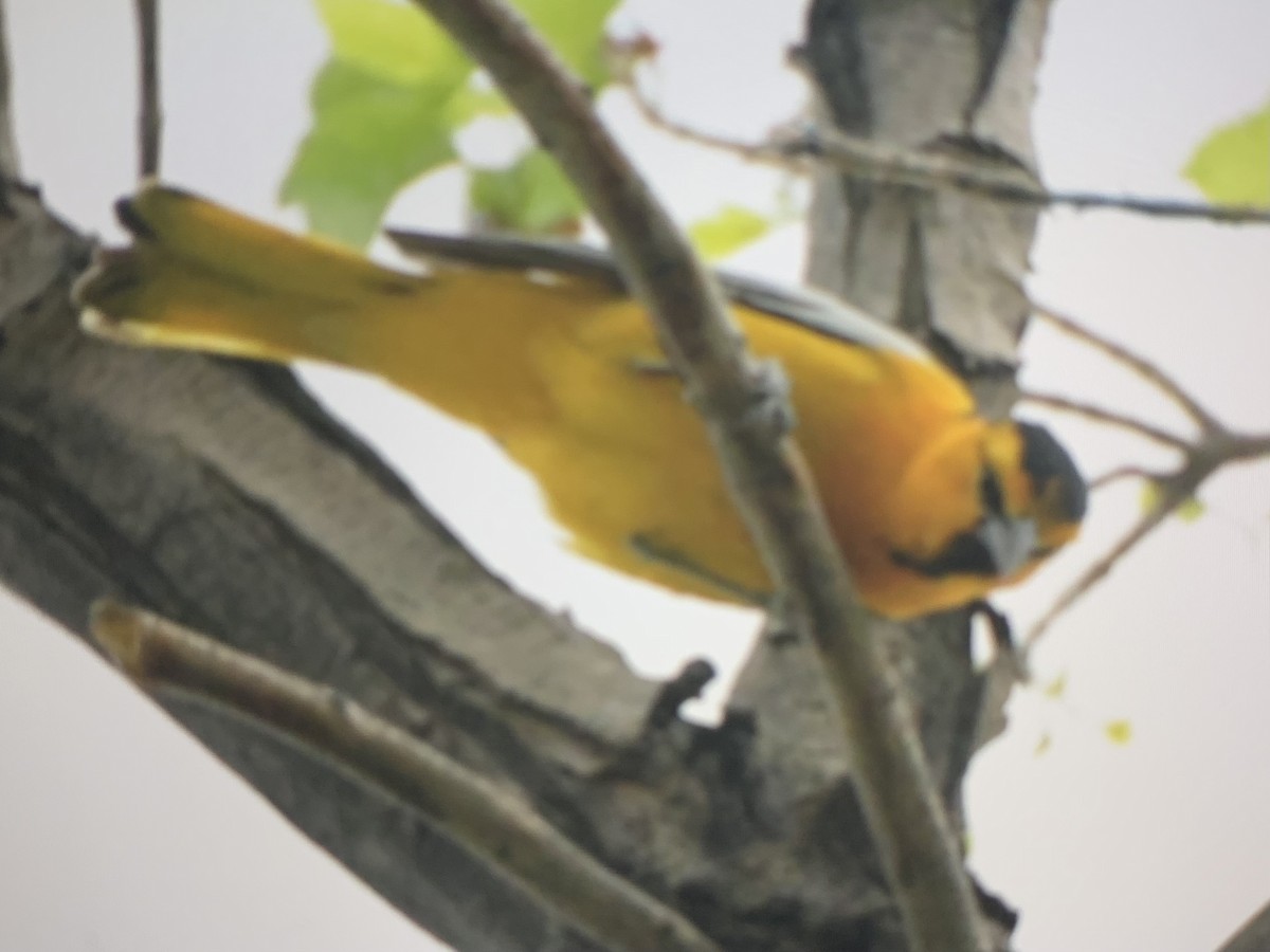gullbryntrupial - ML637137289