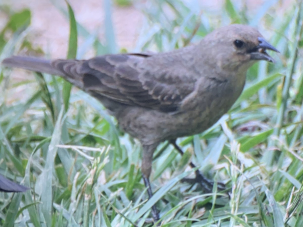 brunhodetrupial - ML637137301