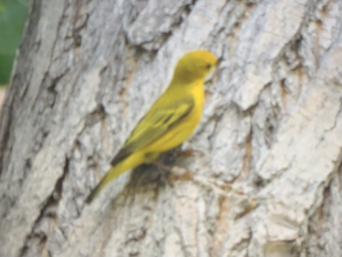 gulparula - ML637137323