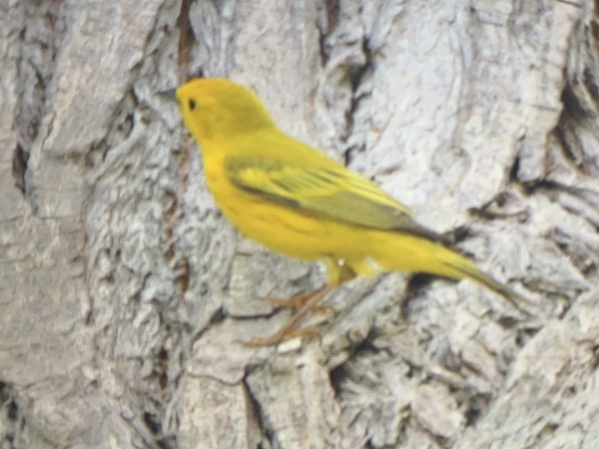 gulparula - ML637137324