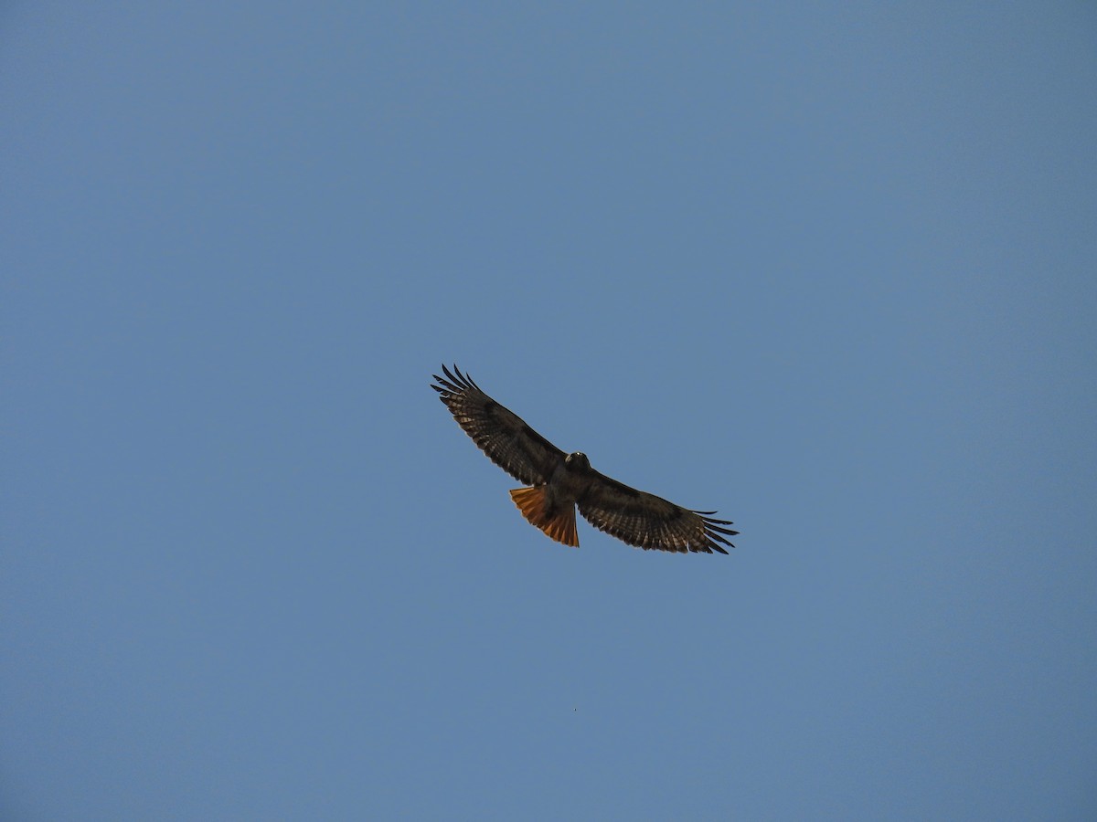 Rotschwanzbussard - ML637137344