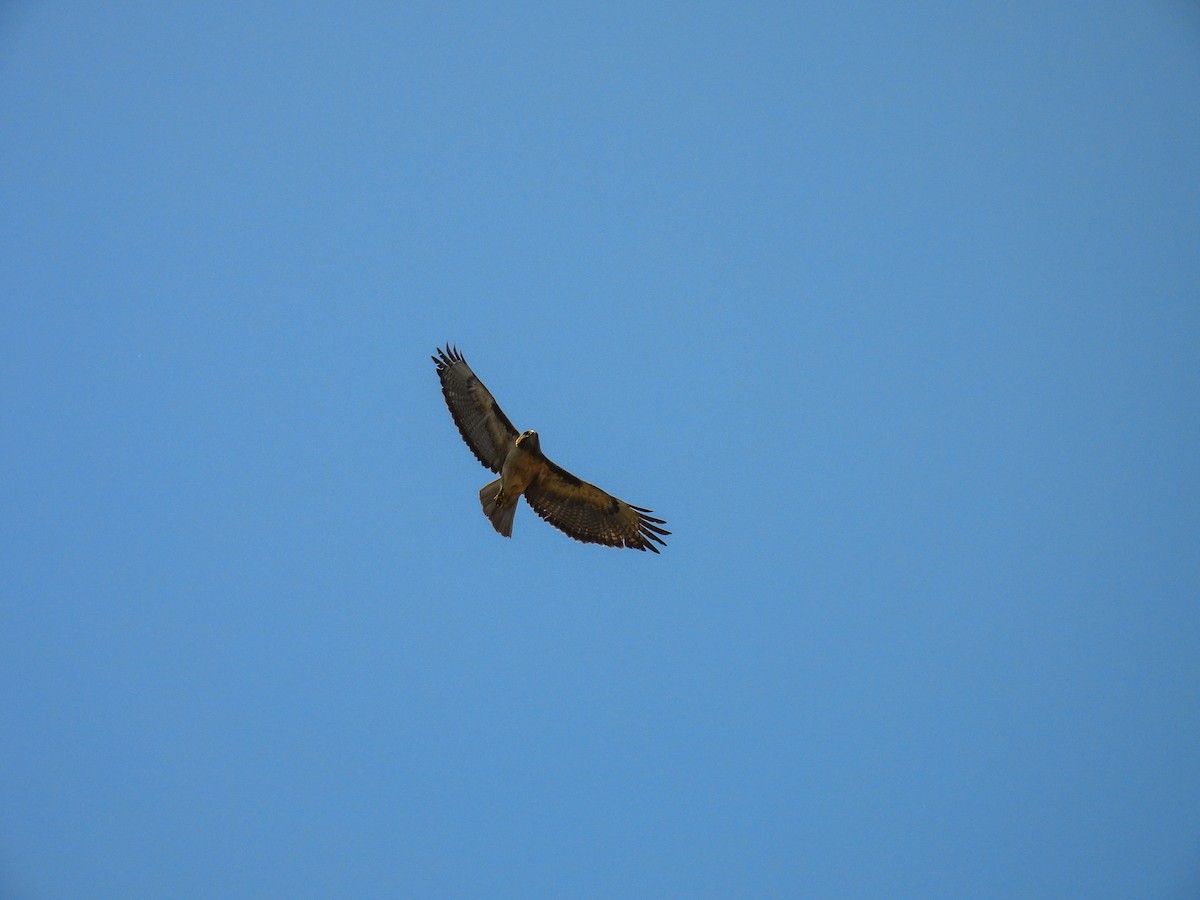 Rotschwanzbussard - ML637137345