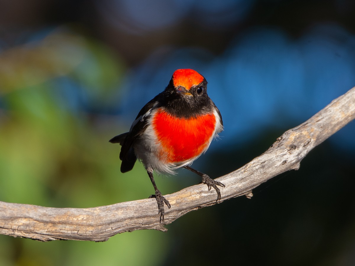 Red-capped Robin - ML637137351