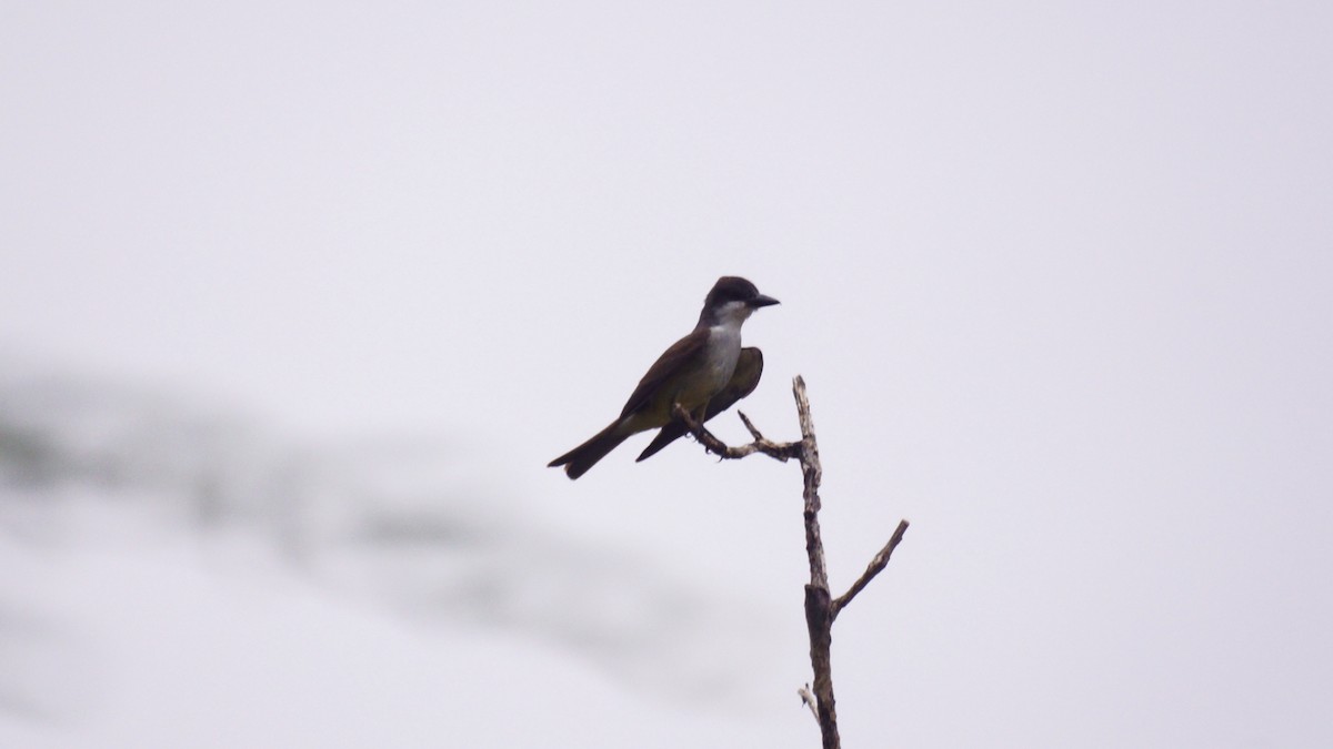 Dickschnabel-Königstyrann - ML637137375