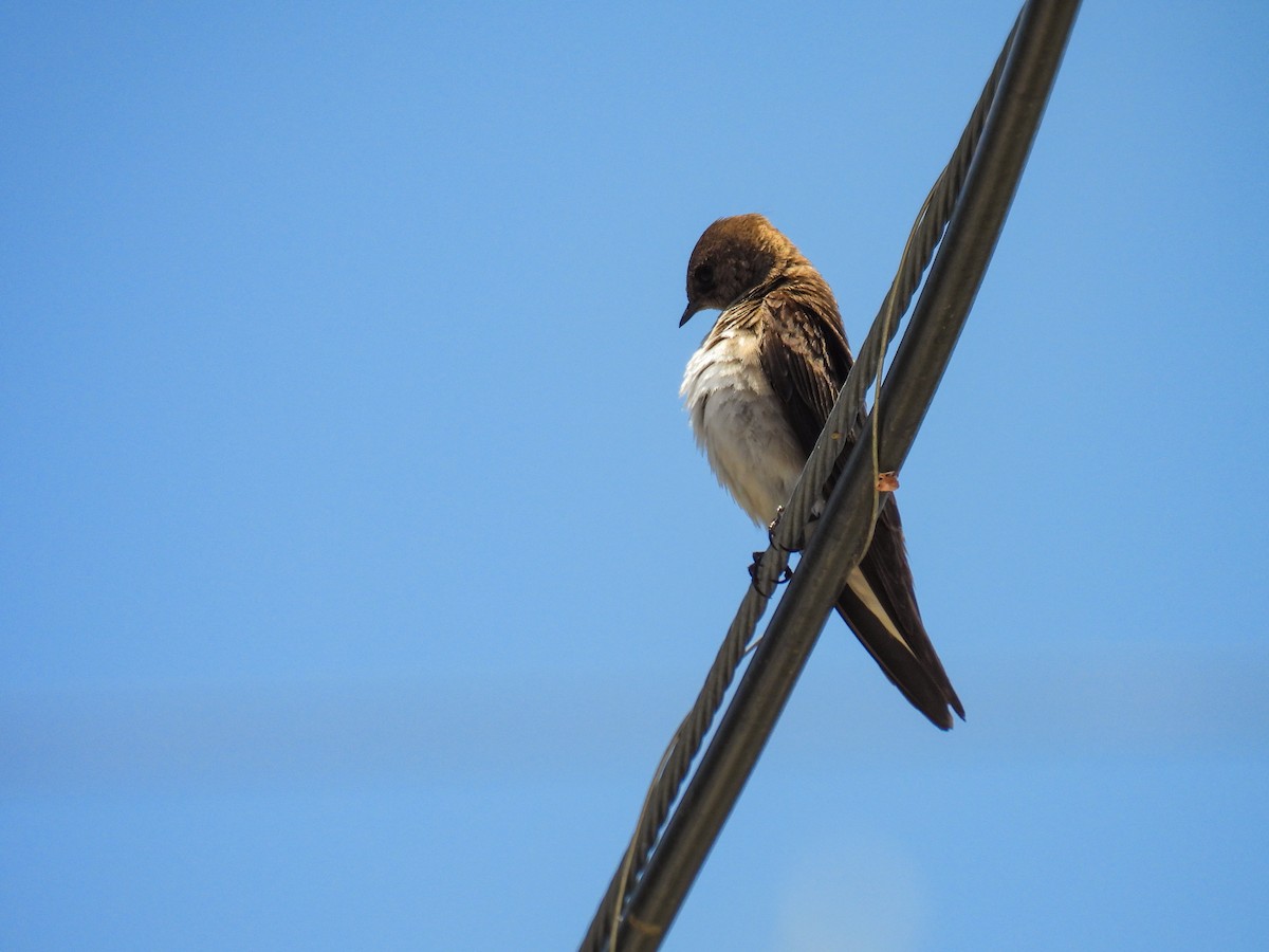 Hirondelle à ailes hérissées - ML637137427