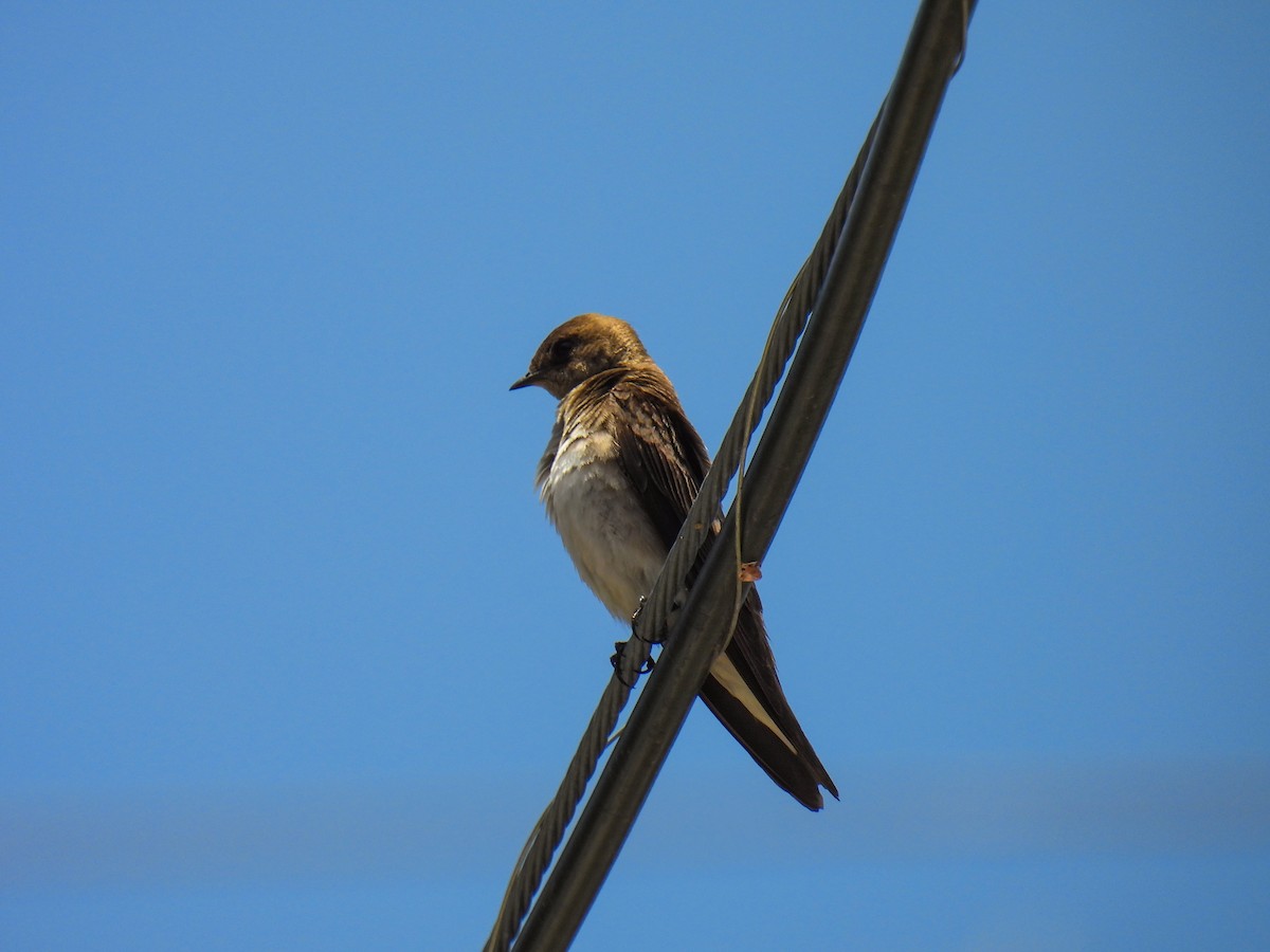 Hirondelle à ailes hérissées - ML637137428