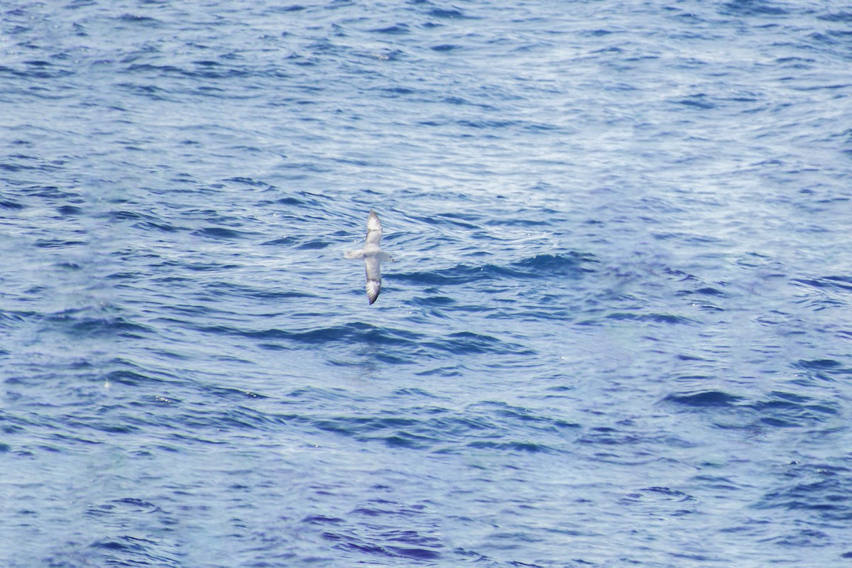 Fulmar argenté - ML637137440