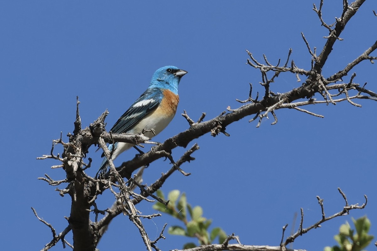 Passerin azuré - ML637137441