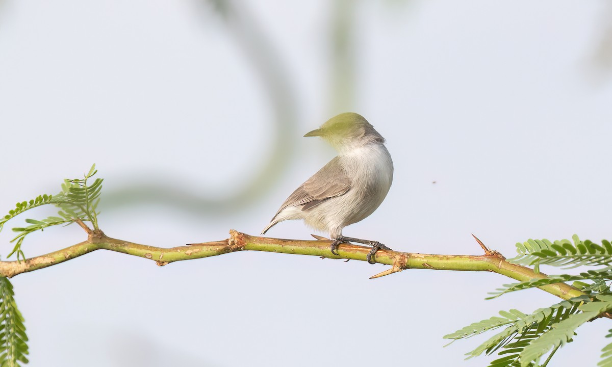 Érémomèle à croupion jaune - ML637137444