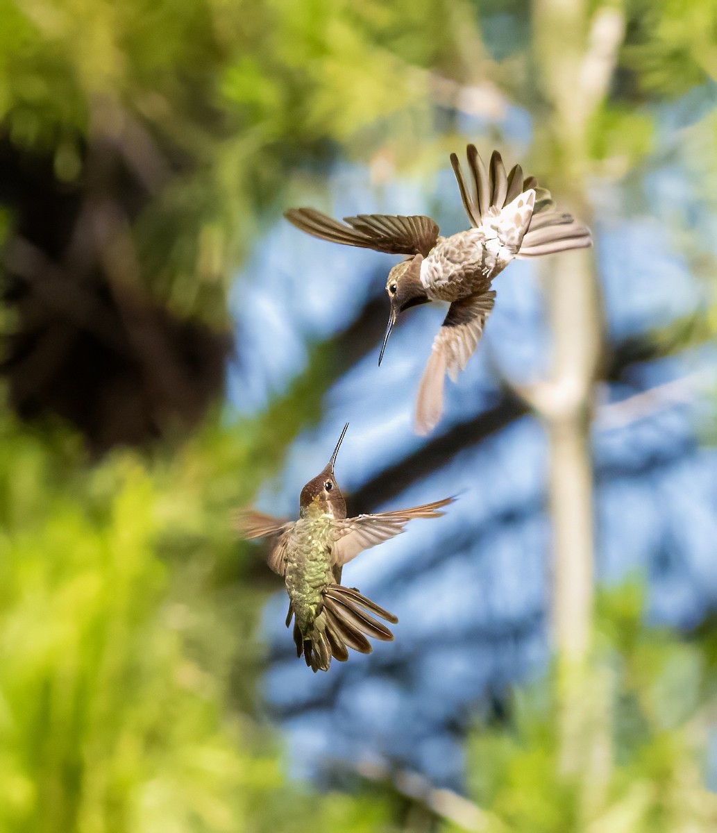 hummingbird sp. - ML637137484