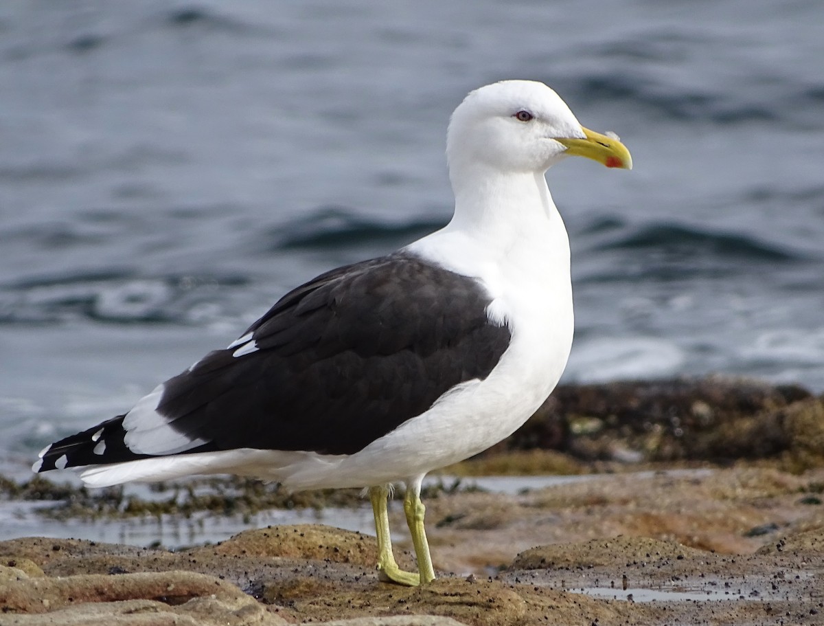 Kelp Gull - ML637137485