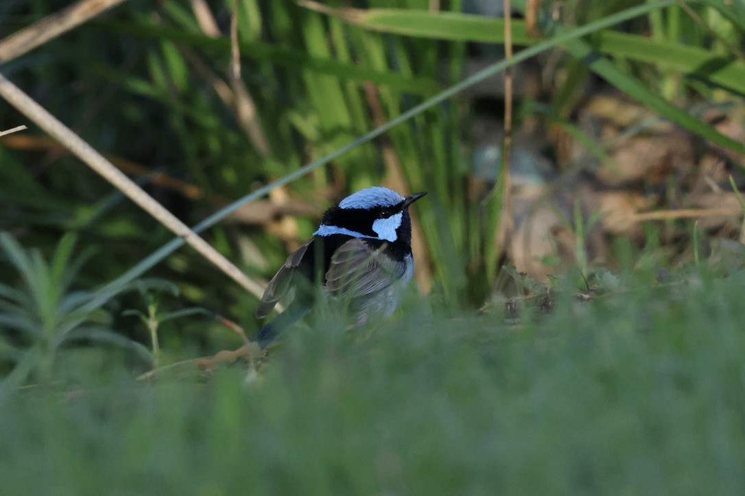 Superb Fairywren - ML637137488