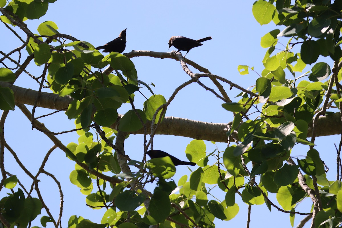 Brown-headed Cowbird - ML637137489