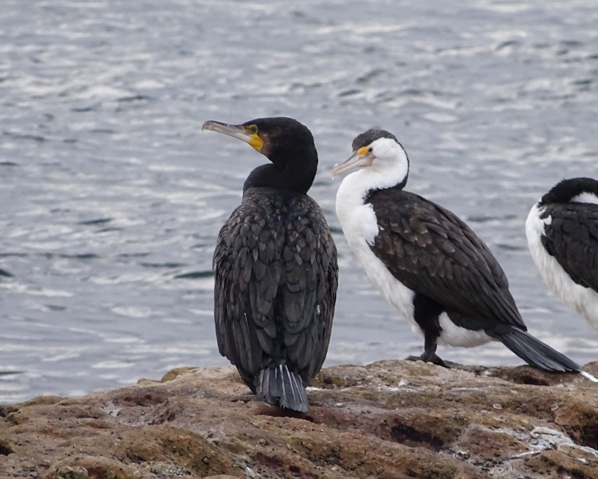 Great Cormorant - ML637137490