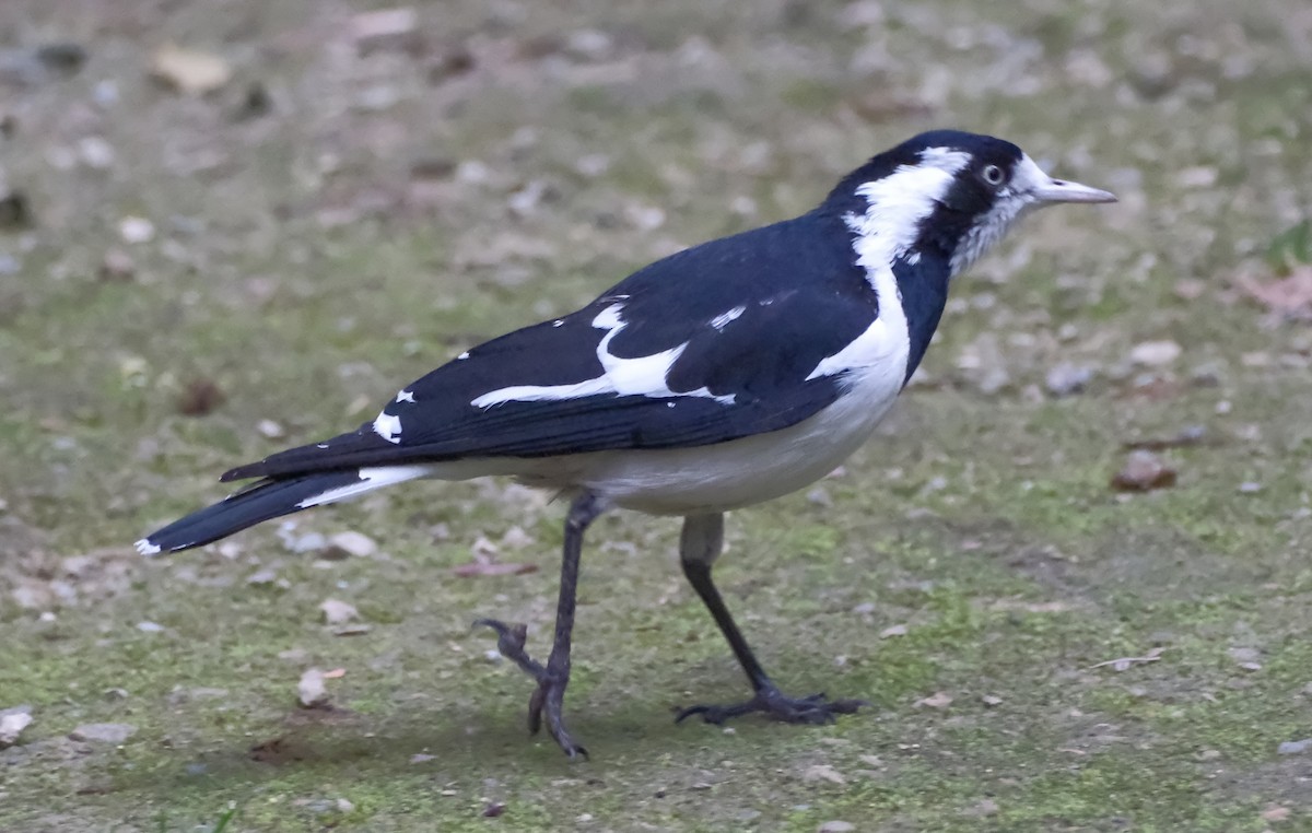 Magpie-lark - ML637137491