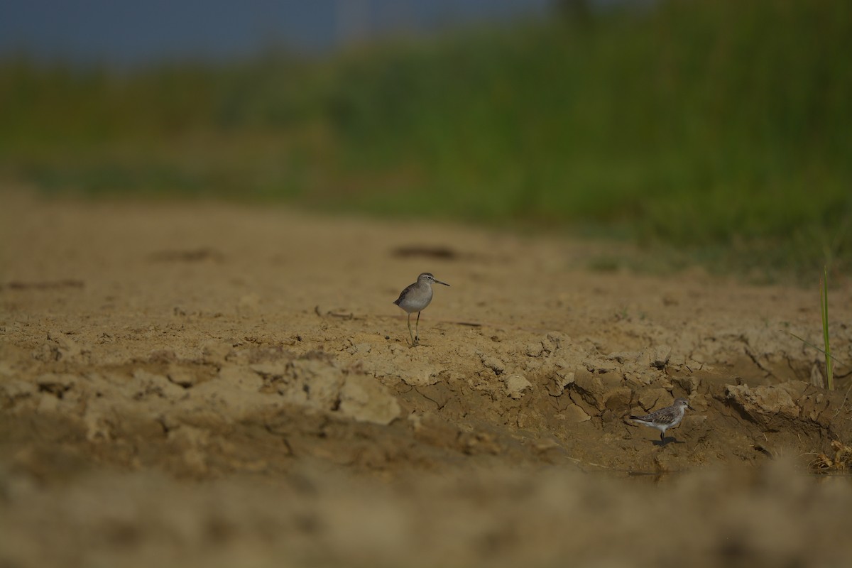 Wood Sandpiper - ML637137492