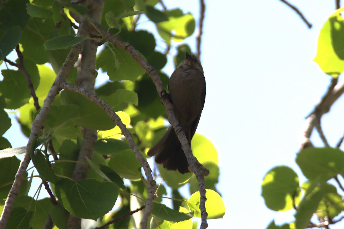 Brown-headed Cowbird - ML637137494
