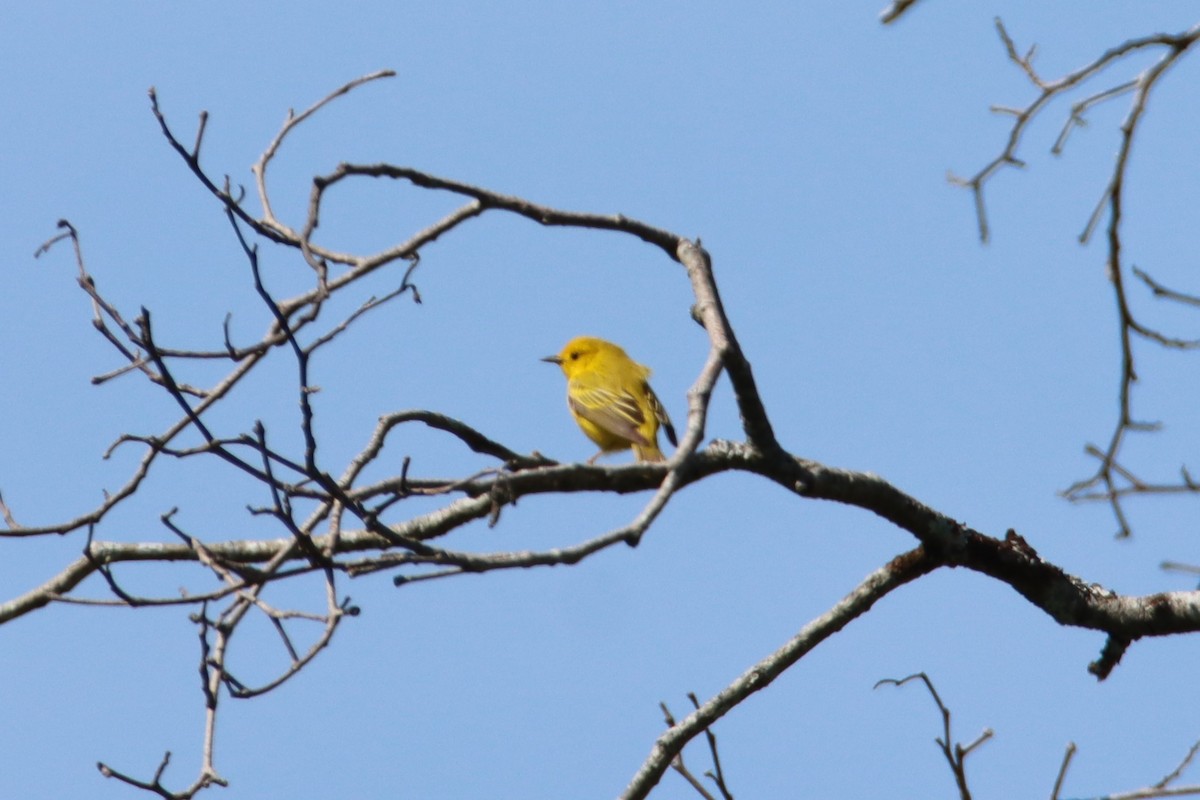Yellow Warbler - ML637137502