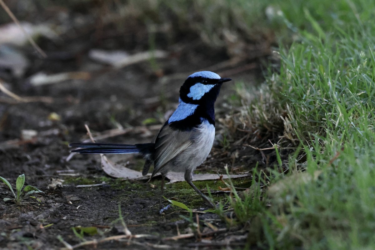 Superb Fairywren - ML637137504