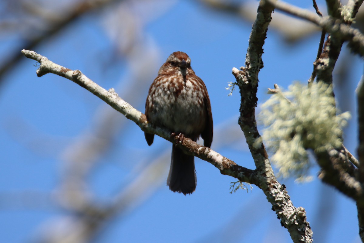 Song Sparrow - ML637137505