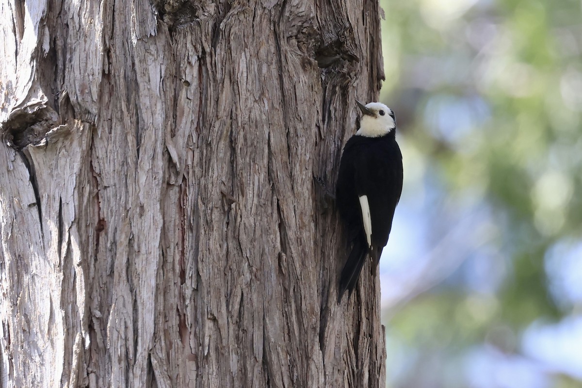 White-headed Woodpecker - ML637137509