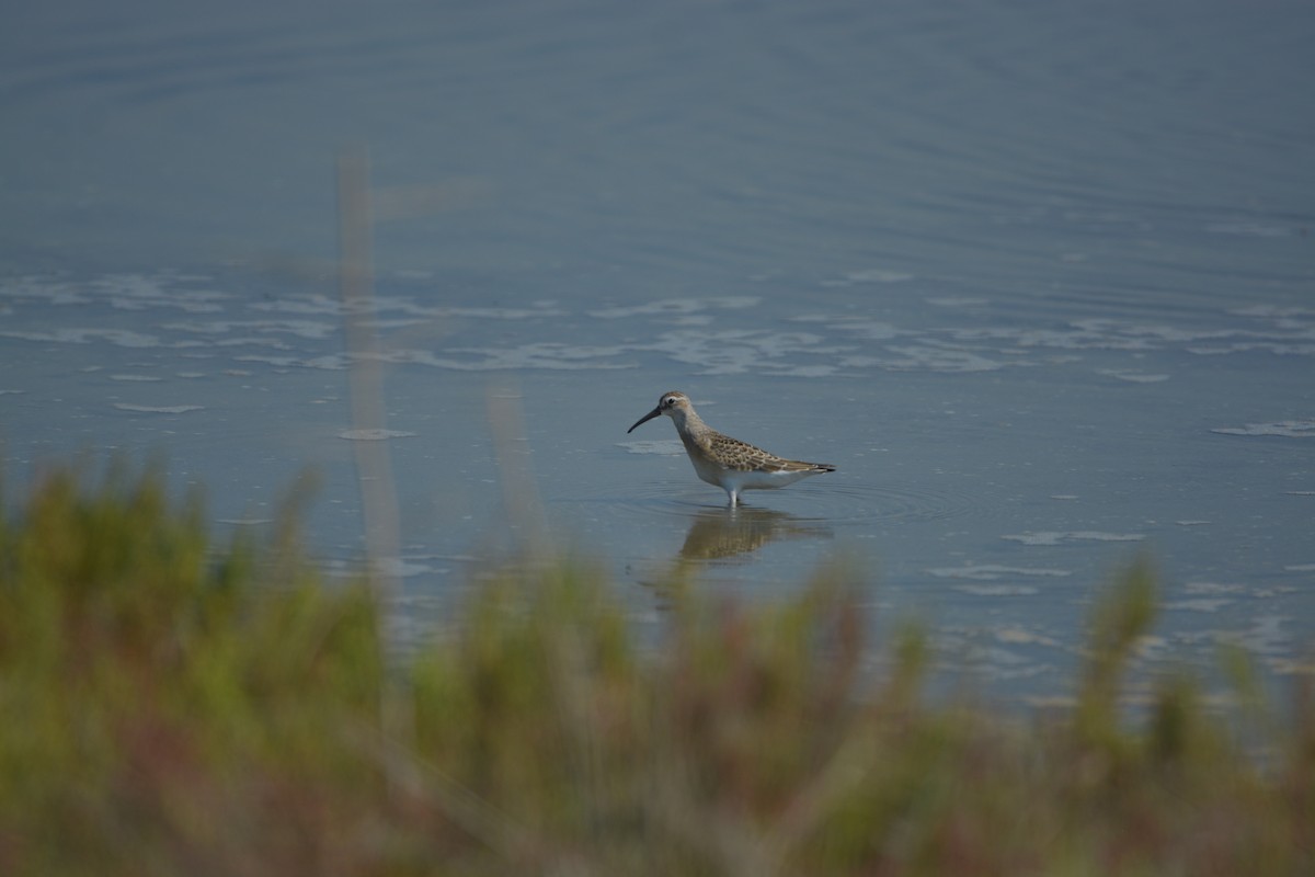Curlew Sandpiper - ML637137513